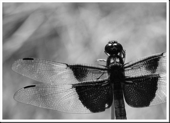 BW Dragonfly 2