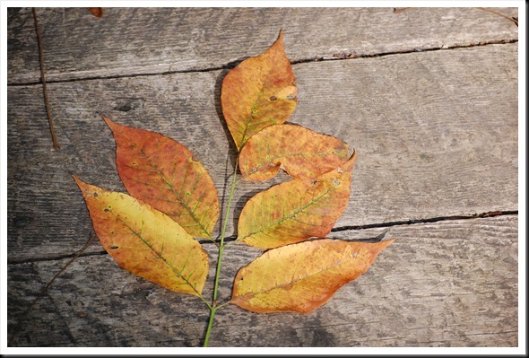 Autumn Leaves