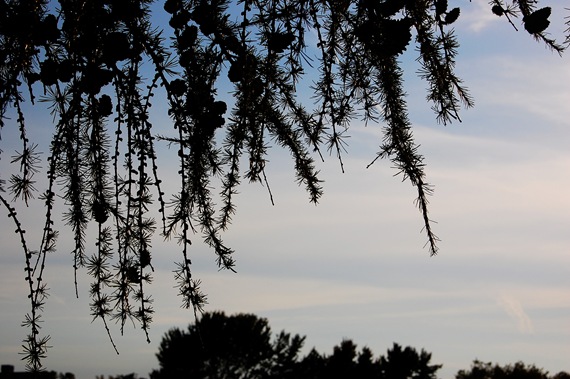 [larch silhouette[2].jpg]