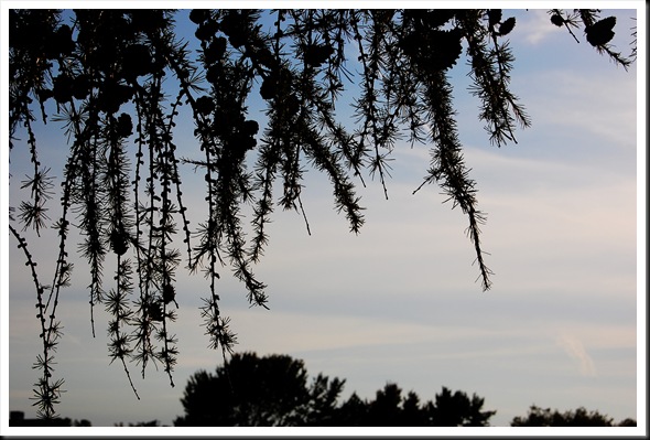 larch silhouette