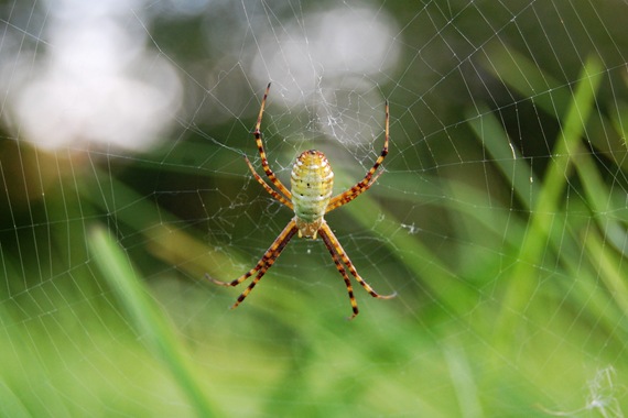 [spider2[2].jpg]