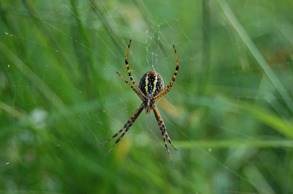 [spider[2].jpg]
