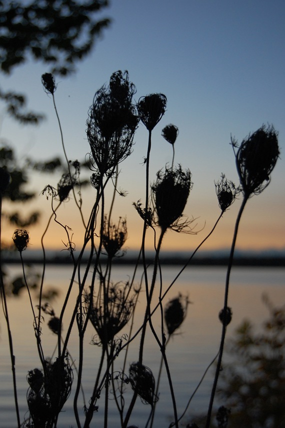 [river sunset queen anne's lace[2].jpg]