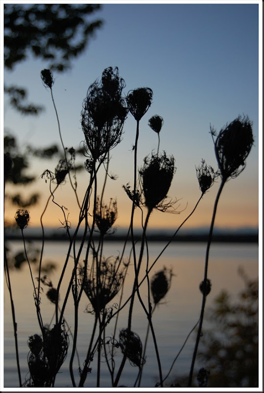 river sunset queen anne's lace