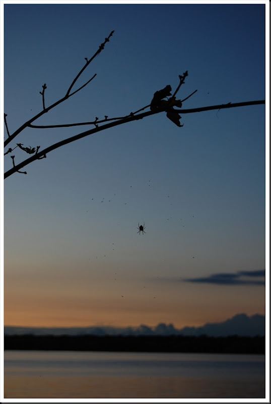 river sunset spider