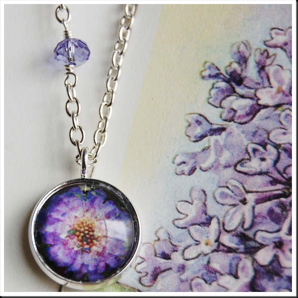 Scabiosa