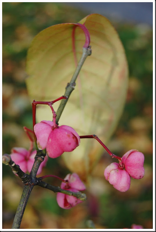 Euonymus 3