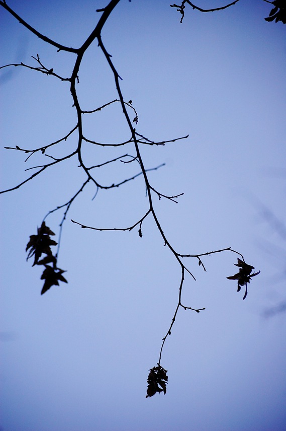 [Branch silhouette[2].jpg]
