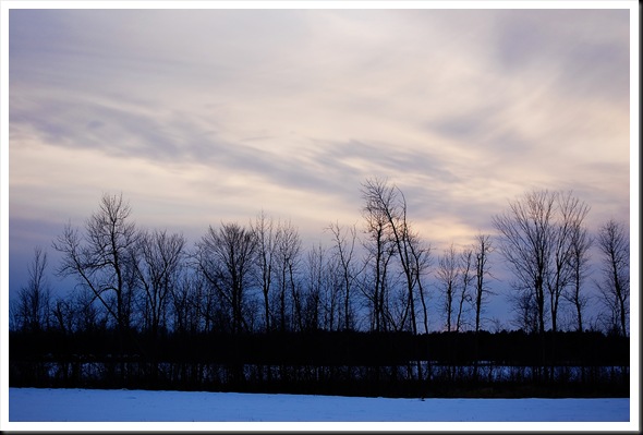 Dusk treeline