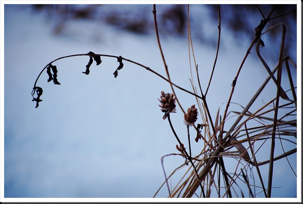 Branch silhouette 3