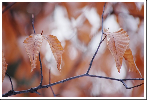 Orange leaves