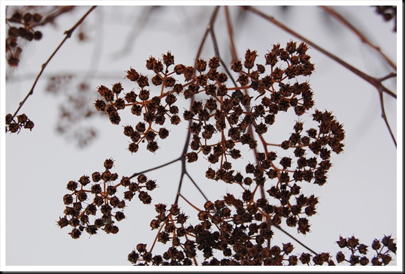 shrub