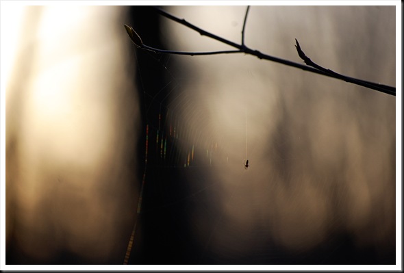 SPIDERWEB LIGHT