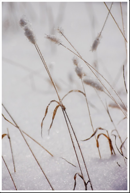 frostgrass