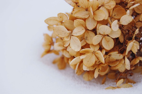 [winterhydrangeapuff2.jpg]