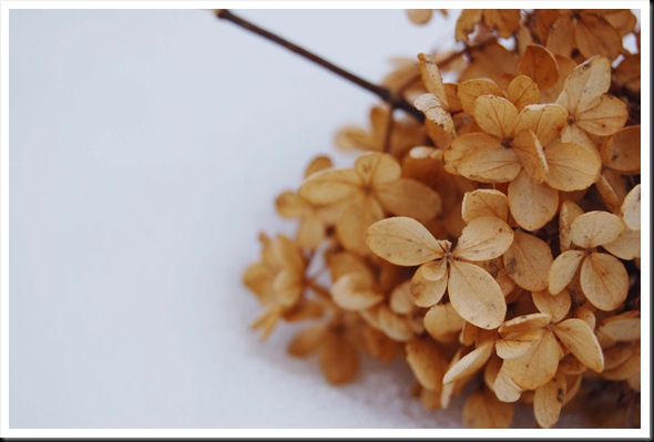 winter hydrangea stem