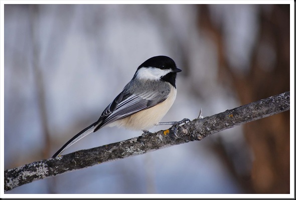 chickadee