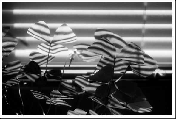 soul of a houseplant