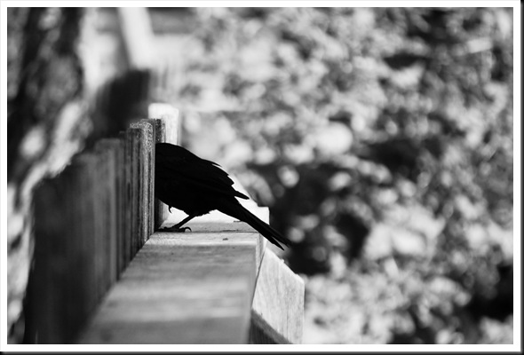 Bird Fence BW