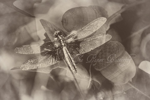 [Dragonfly Acorn Old  46 WM[2].jpg]