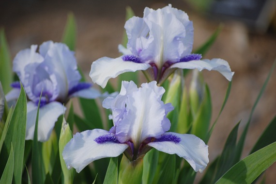 [irises[2].jpg]