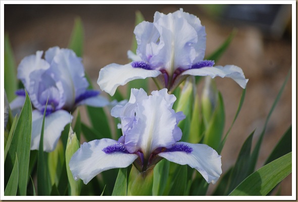 irises