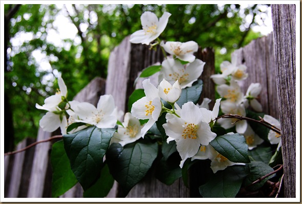 White apple blossoms2