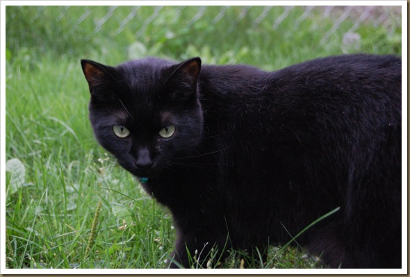 cat