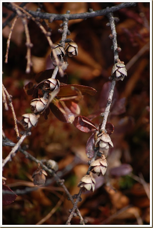 tiny pinecones