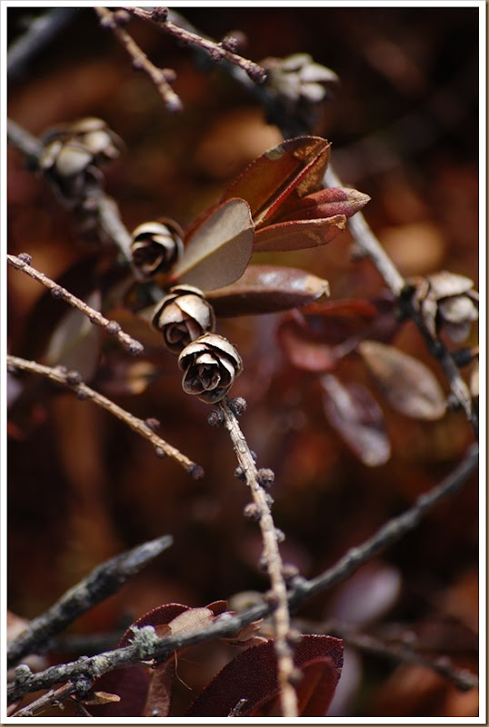 tiny pinecones2