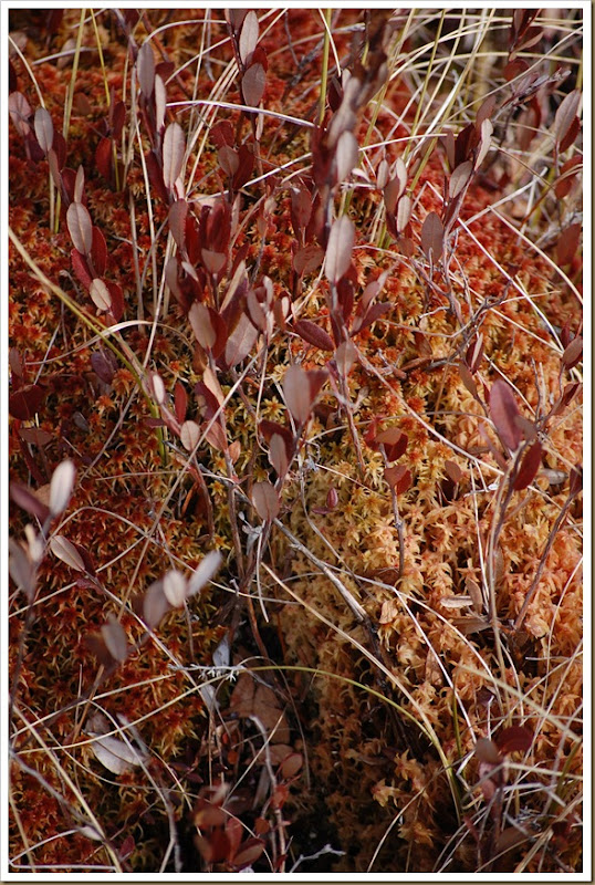 red moss