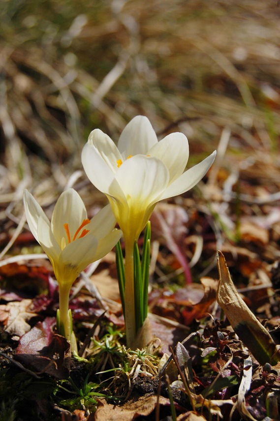 [buttery crocus[8].jpg]