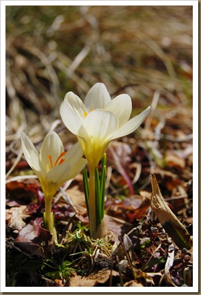 buttery crocus