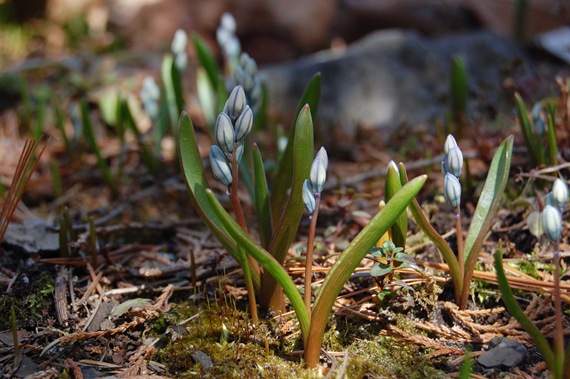 [tiny blue flowers[2].jpg]