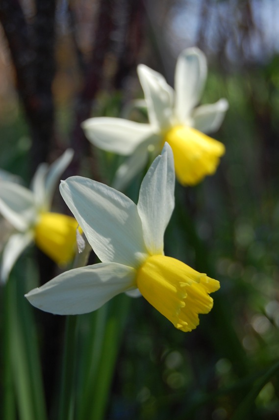 [Daffodils[3].jpg]