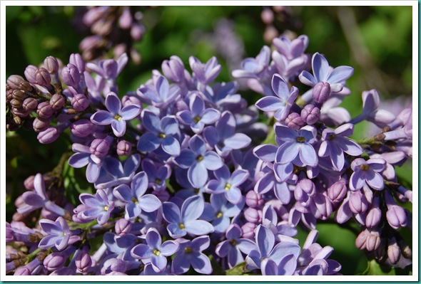 Lilacs Blue