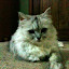 Mischka the cat