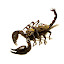 ABlackScorpion2.jpg