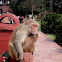 Rhesus Macaque