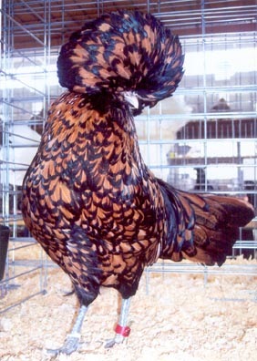 [bearded_golden_laced_polish_hen[2].jpg]