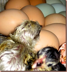 chicks2