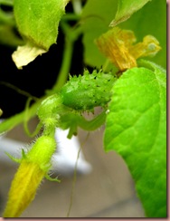 cucumberseedling