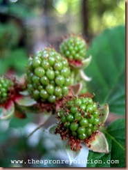 blackberries