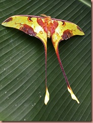 moth moth