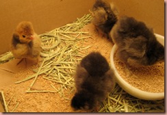 chicks1