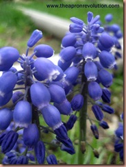 muscari