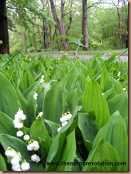 lilyofthevalley1