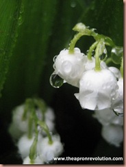 lilyofthevalley2
