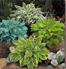 hosta