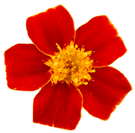 flower014 flower014